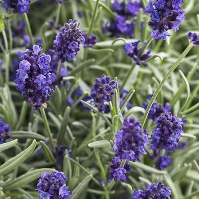 Sweet Romance Lavandula angustifolia Photo: Proven Winners