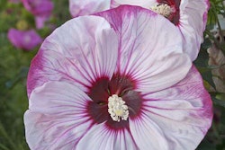 Summerific ‘Cherry Cheesecake’ Hibiscus Photo: Proven Winners
