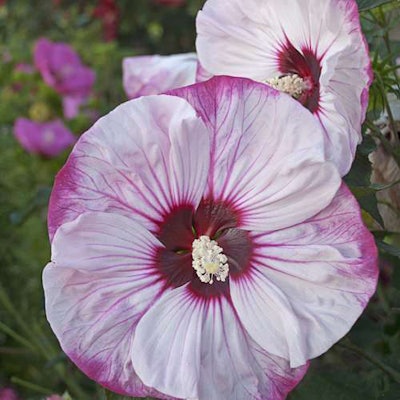 Summerific ‘Cherry Cheesecake’ Hibiscus Photo: Proven Winners