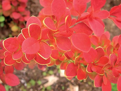 Sunjoy Tangelo Barberry (Berberis thunbergii ‘O’Byrne’) Photo: Proven Winners