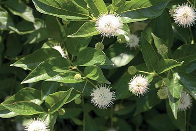 Sugar Shack Buttonbush (Cephalanthus occidentalis ‘SMCOSS’) photo: Proven Winners