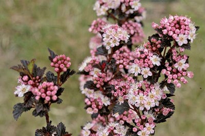 Tiny Wine Ninebark (Physocarpus opulifolius ‘SMPOTW’) Photo: Proven Winners