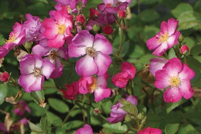 Oso Happy Smoothie Landscape Rose (Rosa ‘ZLECharlie’) Photo: Proven Winners