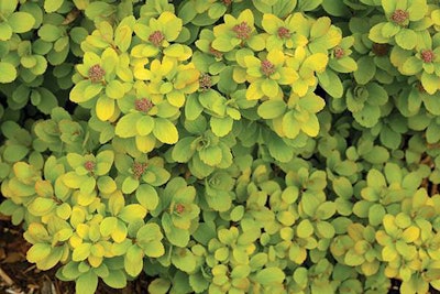 Glow Girl Spirea (Spirea betulifolia ‘Tor Gold’) Photo: Proven Winners