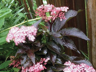Black Tower Sambucus (Sambucus nigra) Photo: Ball Ornamentals