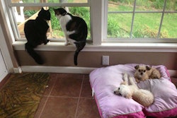 Stormy, Chino, Teddyoso and Sprinkles, Photo: Lauren Heartsill Dowdle, Editor-At-Large for Total Landscape Care