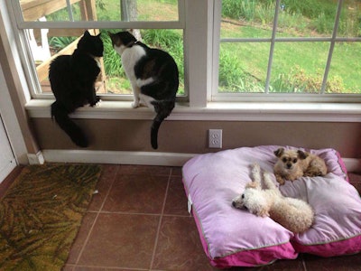 Stormy, Chino, Teddyoso and Sprinkles, Photo: Lauren Heartsill Dowdle, Editor-At-Large for Total Landscape Care