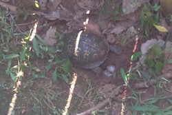 A box turtle laying eggs in my backyard.