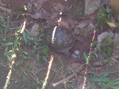 A box turtle laying eggs in my backyard.
