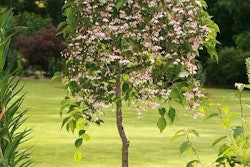 UpShoot Marley's Pink Parasol_TLC magazine