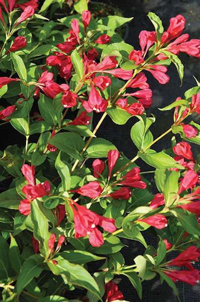 Magical Robin Weigela (Weigela hybrid, Magical series) Photo: Ball Ornamentals