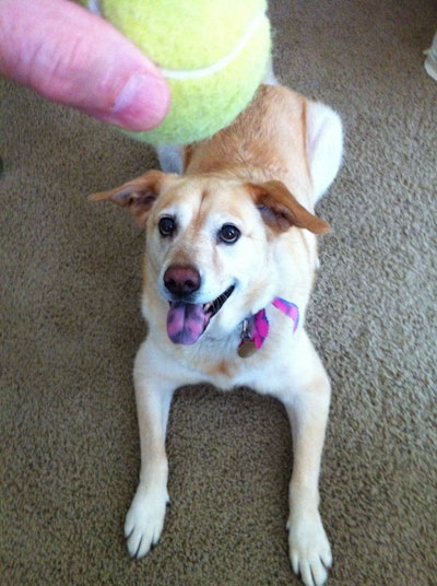 Stella, Photo: Tom Jackson, Executive Editor for sister magazine Equipment World