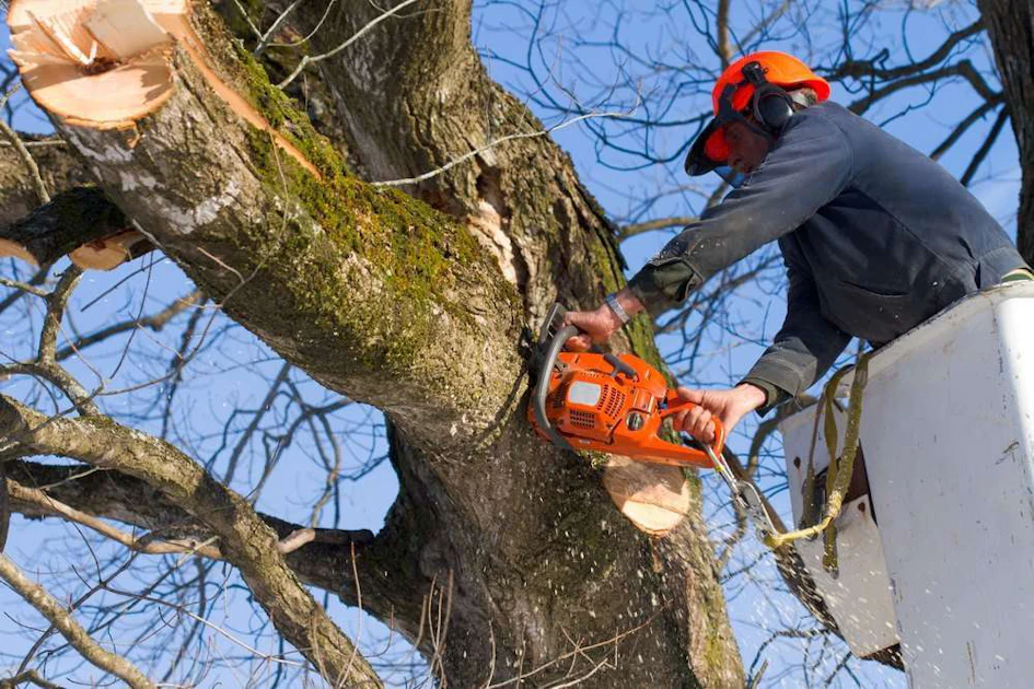 Tree Cap Work Over How To Keep Workers Safe Around Tree Work | Total Landscape Care