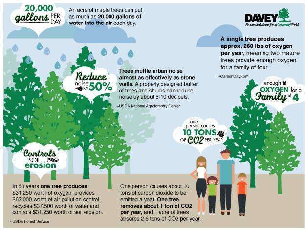 5 Truths About Trees Total Landscape Care