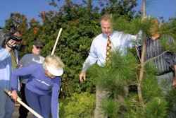 George Harrison’s tree in healthier times when it was planted