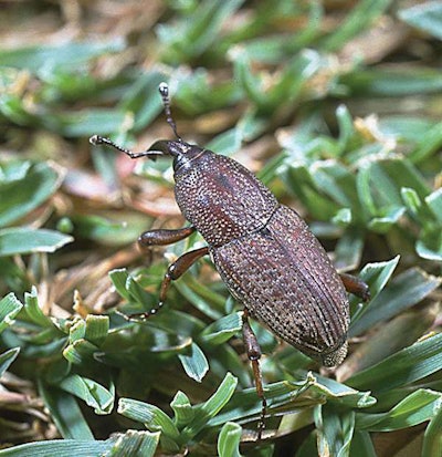 Photo: David Shetlar, The Ohio State University, Bugwood.org