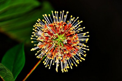 Firework Flower TLC