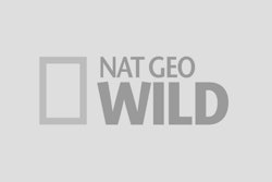 Ngc Wild Default Show Image 16 9