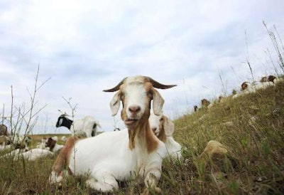 goats