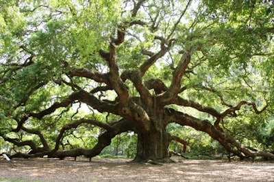 Angel Oak Tree