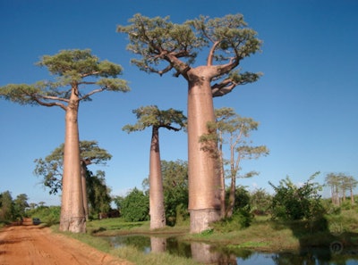 Baobab Trees