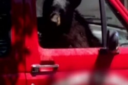 The bear stayed in the truck for about 30 minutes before leaving on his own.