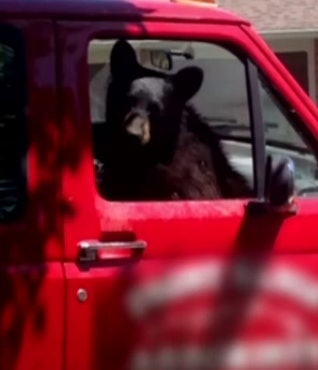 The bear stayed in the truck for about 30 minutes before leaving on his own.