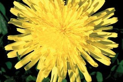 Photo courtesy of Ohio State Weed Lab Archive, The Ohio State University, Bugwood.org