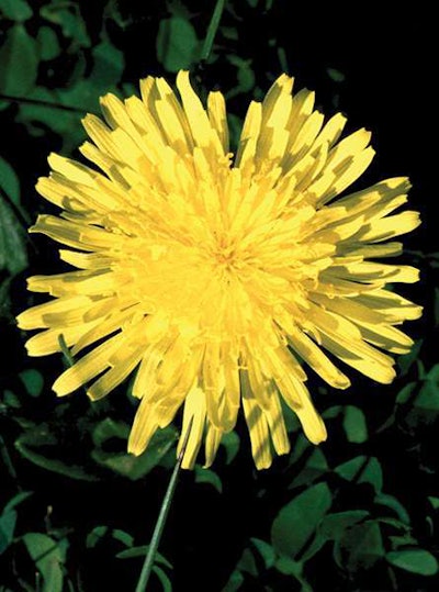 Photo courtesy of Ohio State Weed Lab Archive, The Ohio State University, Bugwood.org