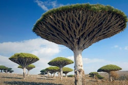 Dragon Blood Tree