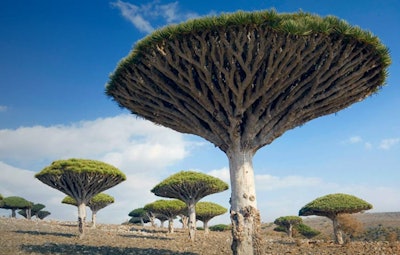 Dragon Blood Tree
