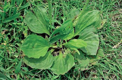 This fall is the best time to control perennial broadleaf weeds, like plantain, with two-or three-way herbicide combinations. Photo courtesy of Auburn University, College of Agriculture