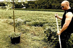 Vin Diesel Plants Tree