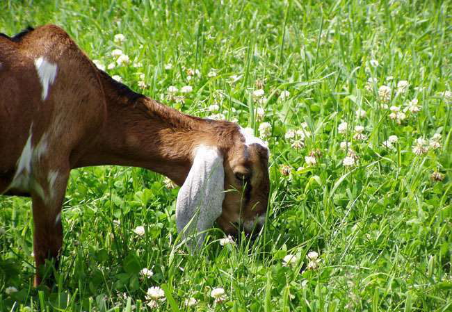 Goat Eating Grass