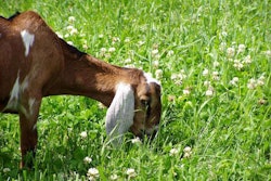 Goat Eating Grass