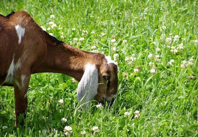 Goat Eating Grass