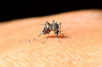 Shutterstock 196730963