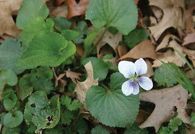 Wild violet is more susceptible to herbicides in the fall when it is actively growing. Photo courtesy of Walter Reeves, The Georgia Gardener