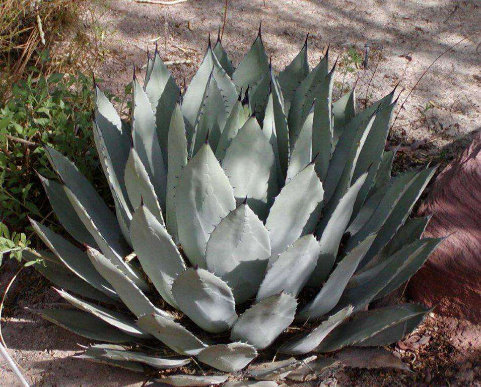 agave-palmerii-2