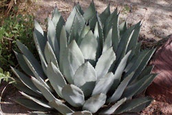 agave-palmerii-2