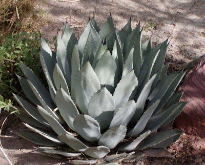Agave Palmerii