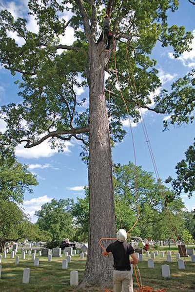 Jeremy Baker and his team from The Care of Trees add lightning protection to a tree near the cemetery’s entrance. Altogether, they added protection to three trees that day.