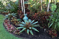 Because there is little soil in the Key Largo area, Reef Tropical uses natural resources like cap rock and local vegetation on its landscape designs.