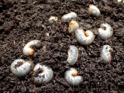 White Grubs Tlc Magazine