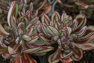 6923 Painted Echeveria Close Up