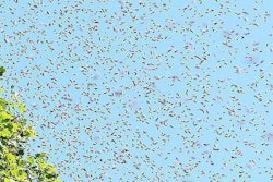 Bee Swarm