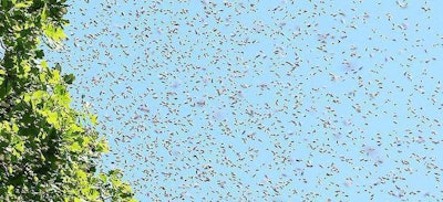 Bee Swarm