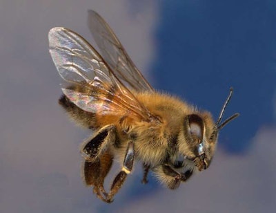 Killer Bee
