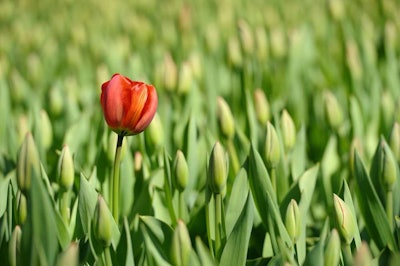 Shutterstock 51366217