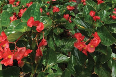 Ball Horticultural Company